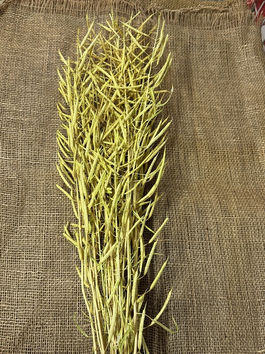 Canola 75cm světle zelená 75gr.