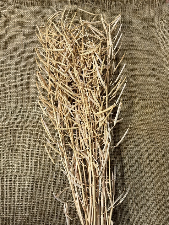 Canola 75cm světle růžová 75gr.