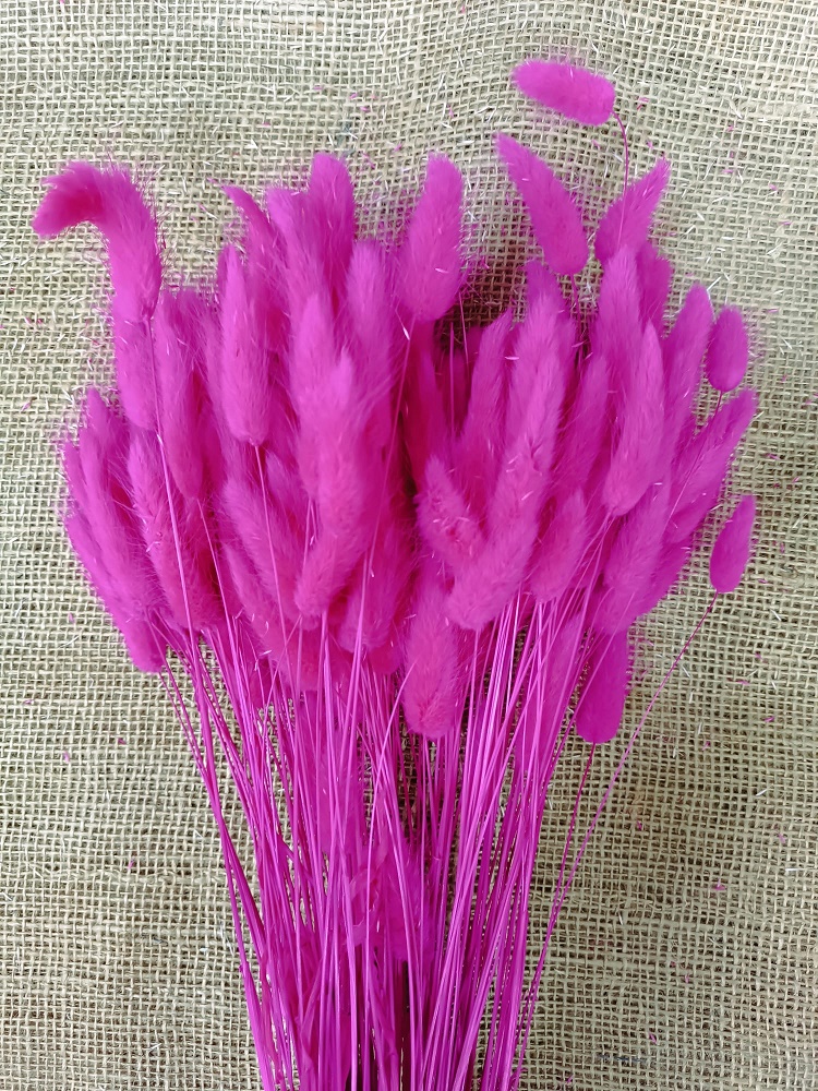 Lagurus 100gr. fuchsia