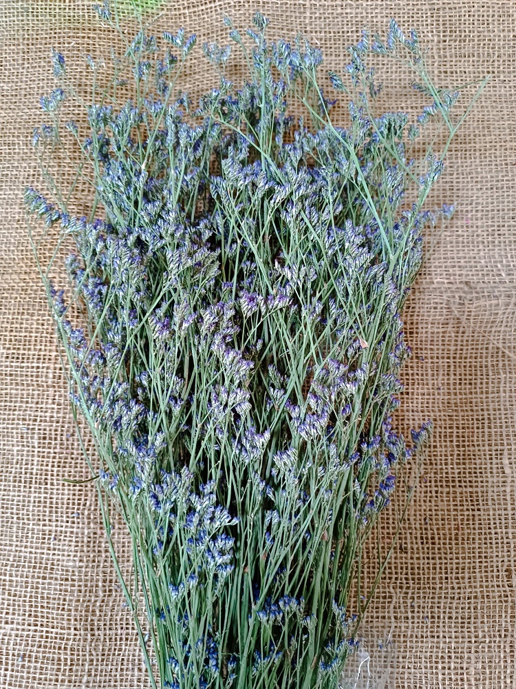 Limonium lila 50gr.