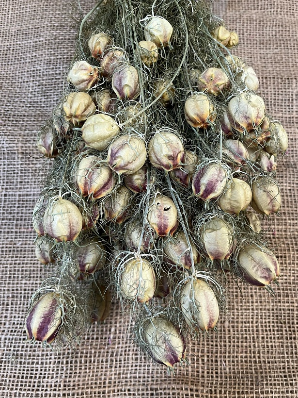 Nigela Černucha 100gr.