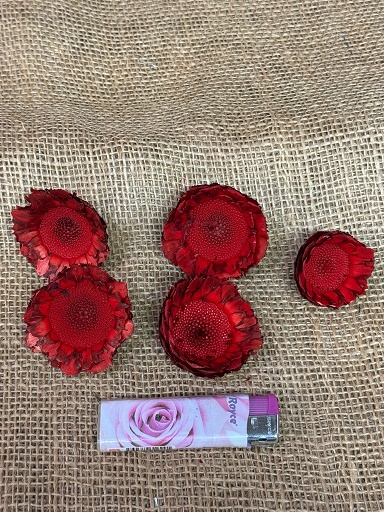 Coronata rosette loose 15 ks červená