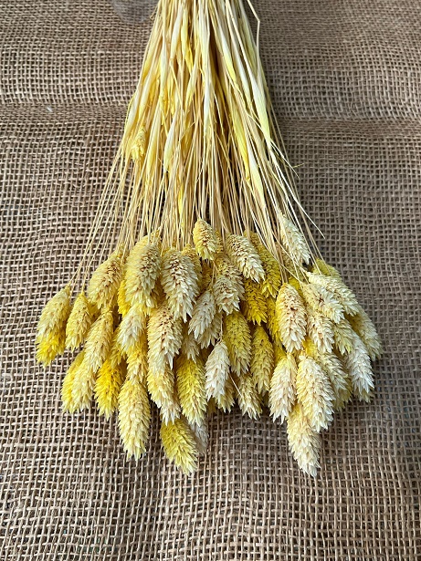 Phalaris 100gr. žlutá
