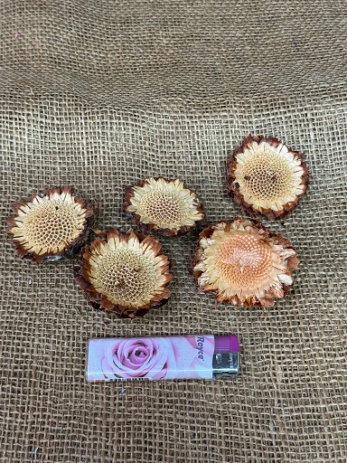 Coronata rosette loose 15 ks sířená