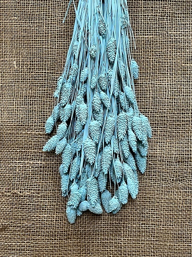 Phalaris 100gr. blue / frozen