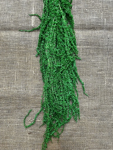 Amaranthus Cadente převisný 60cm světle zelená