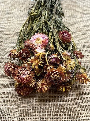 Helichrisum ( slaměnky ) 100gr. mix frozen