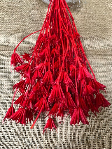 Nigela Orientalis 100gr. červená