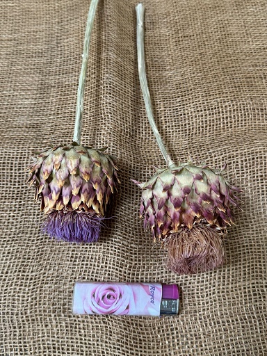 Cardonni Artichoke medium 5ks