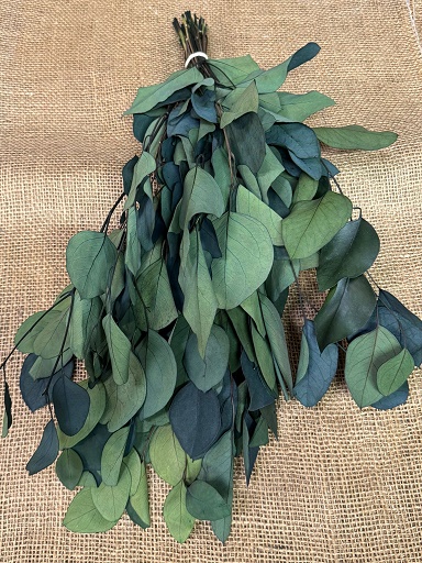 Eucalyptus Populus listy 150 gr. tmavě zelená