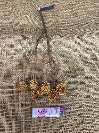 Salignum branch natur 5ks