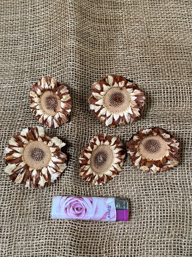 Susannae rosette loose sířená 15ks