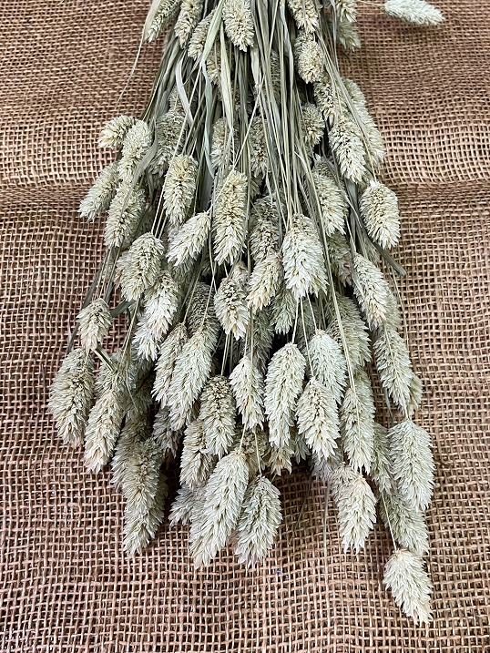 Phalaris 150gr. natur