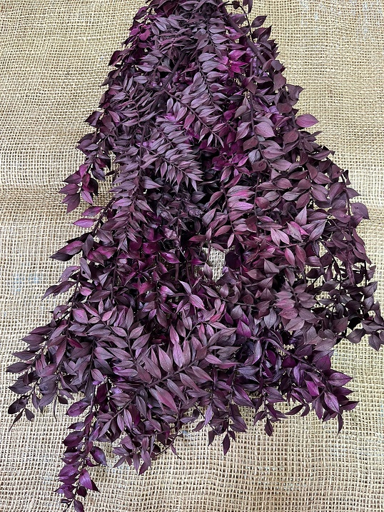 Ruscus bordó stabilizovaný cca 150gr.
