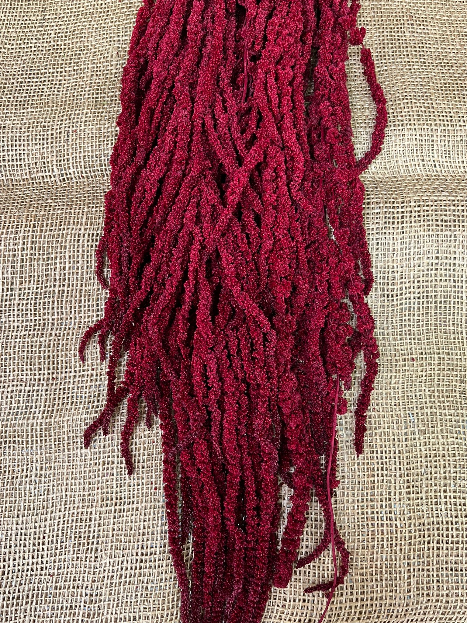 Amaranthus Cadente převisný 60cm bordó
