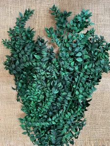 Ruscus green stabilizovaný cca 150gr.
