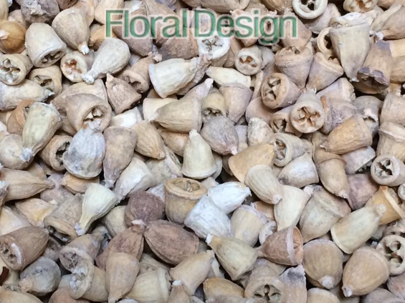 Eucalyptus Conical loose 200gr. bělená