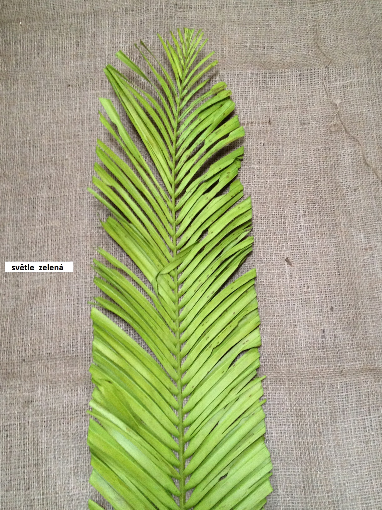 Palm listy ovál 120m zelená 