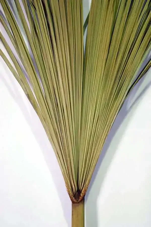 Buriti palmový list 250-300cm natur