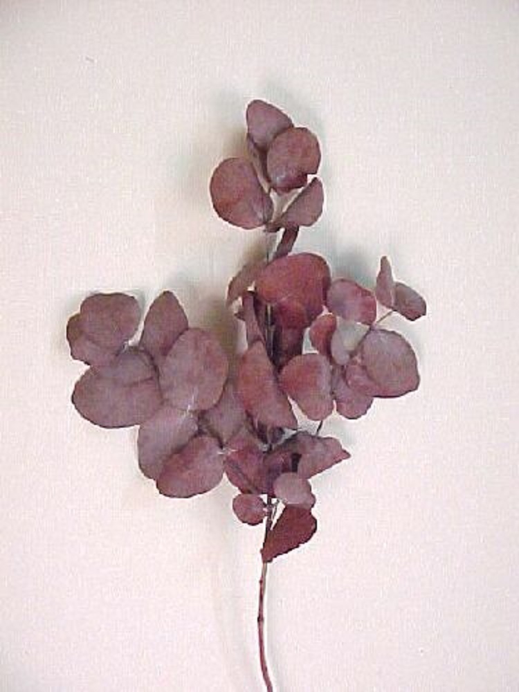 Eucalyptus Spiral listy 150gr. bordó