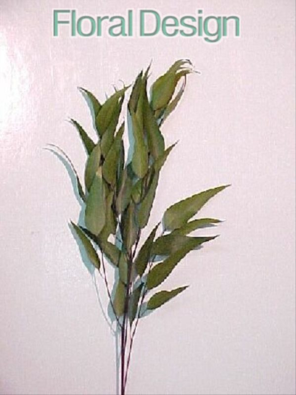 Eucalyptus Willow listy 125gr. tmavě zelená