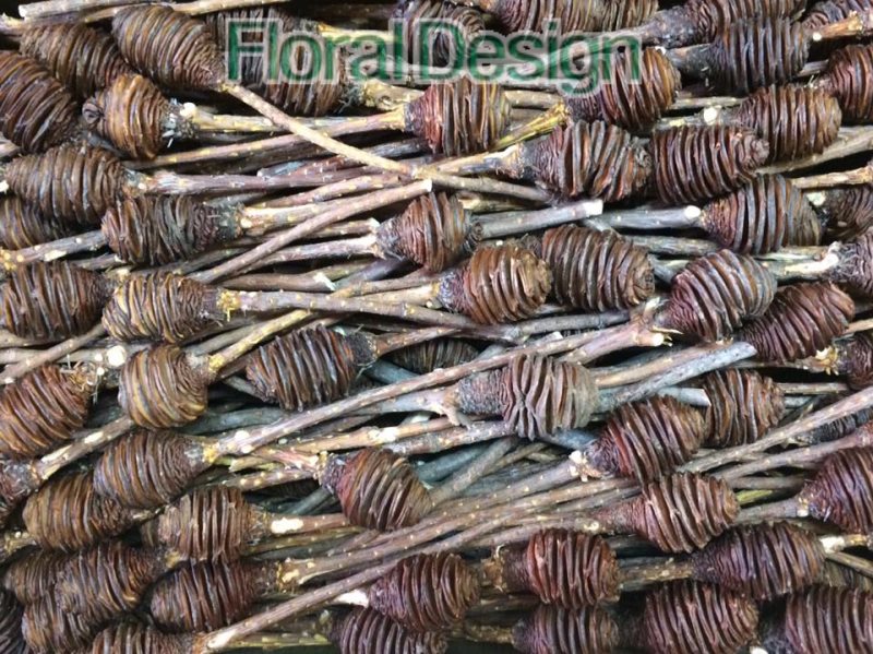 Platyspernum x1 natur 10ks