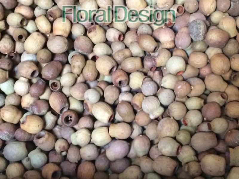 Eucalyptus Belgum loose 250gr. natur