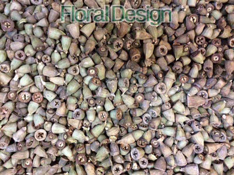 Eucalyptus Conical loose natur 500gr.