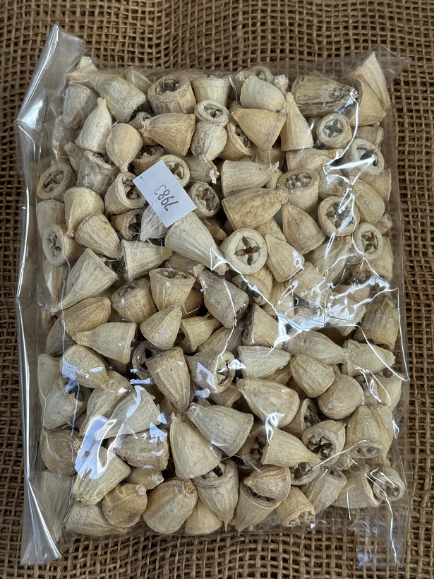 Eucalyptus Conical loose 200gr. bělená