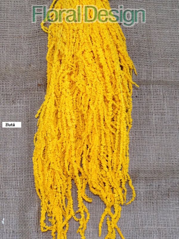 Amaranthus Cadente převisný 60cm světle zelená