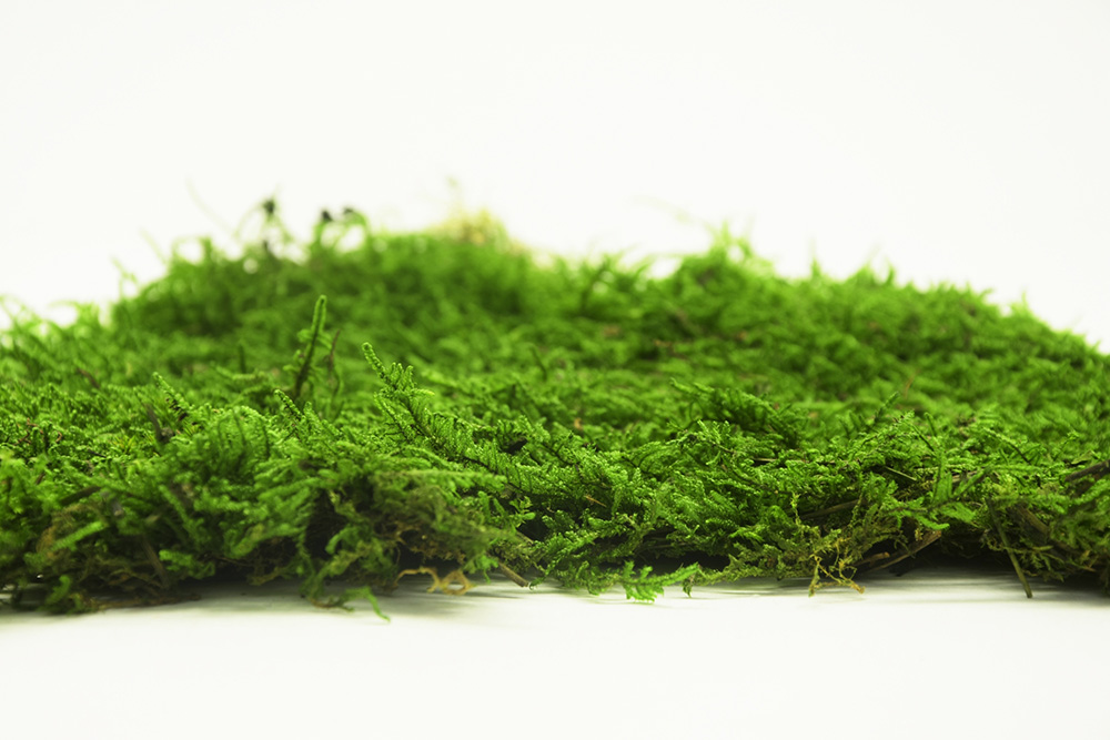Mech plochý stabilizovaný zelená cca 850gr.